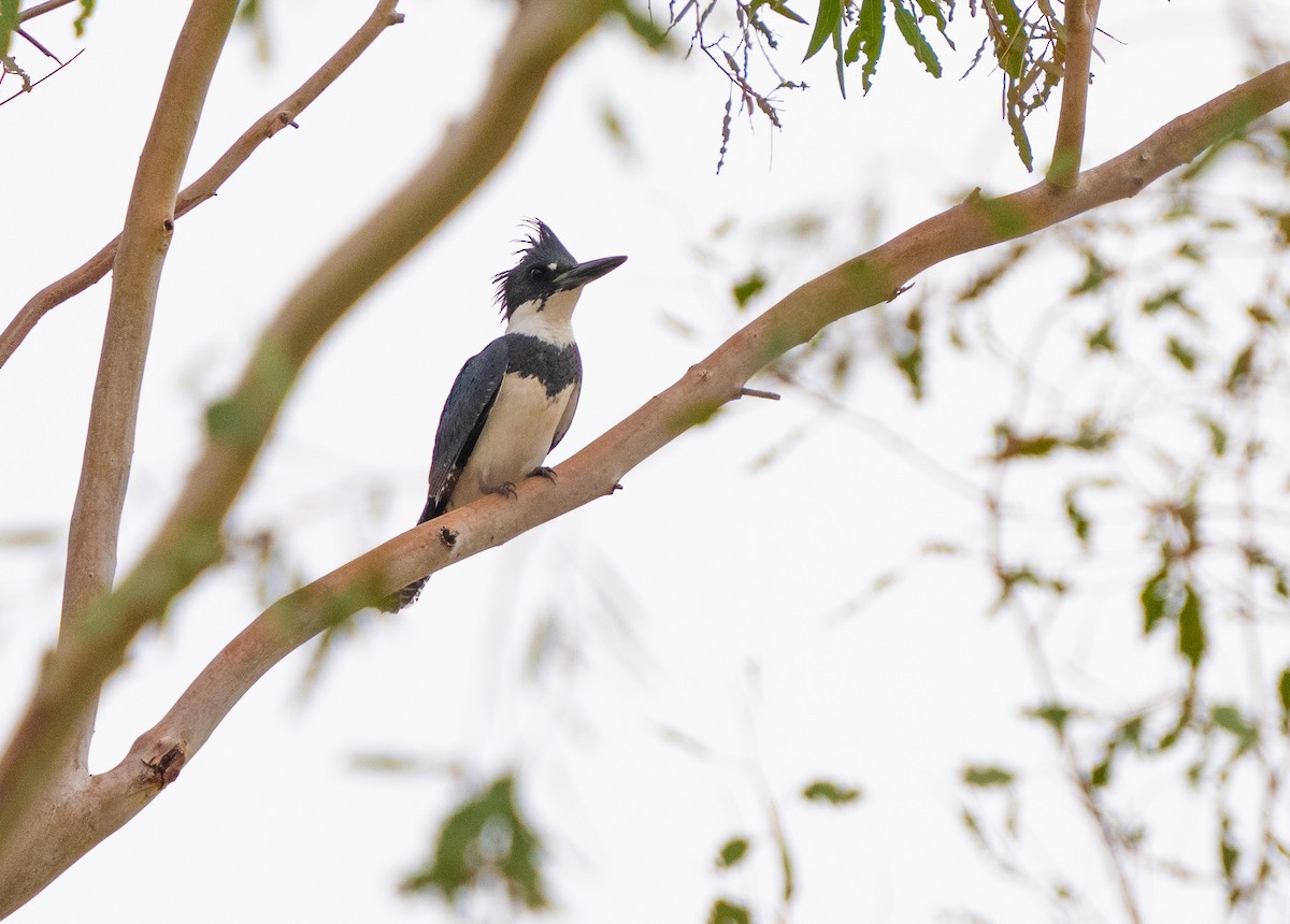 Belted Kingfisher - ML617780821