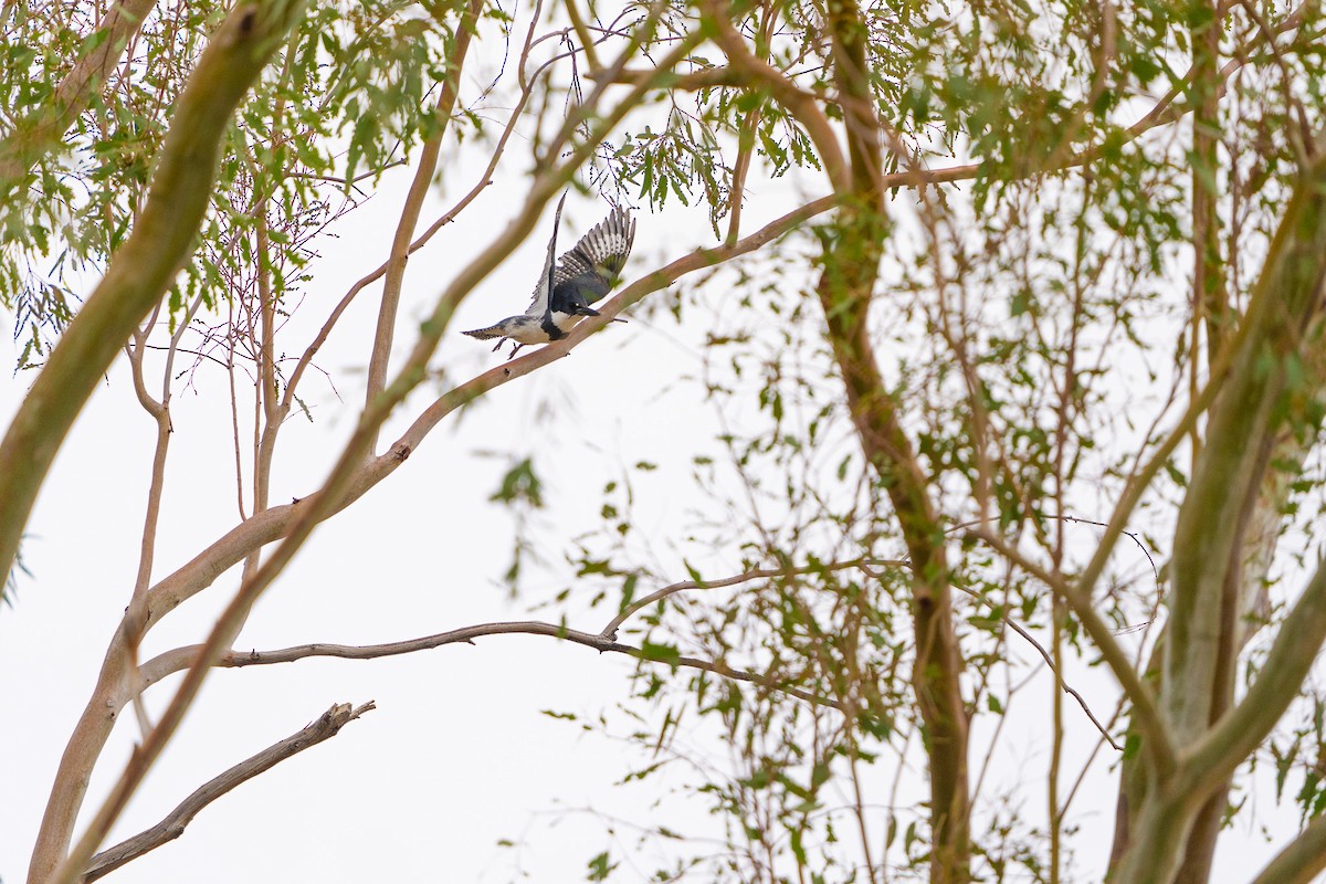 Belted Kingfisher - ML617780827