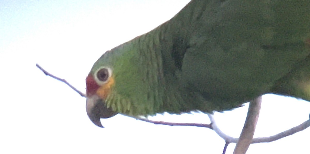 Red-lored Parrot - ML617780828