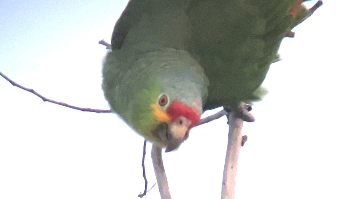 Red-lored Parrot - ML617780835
