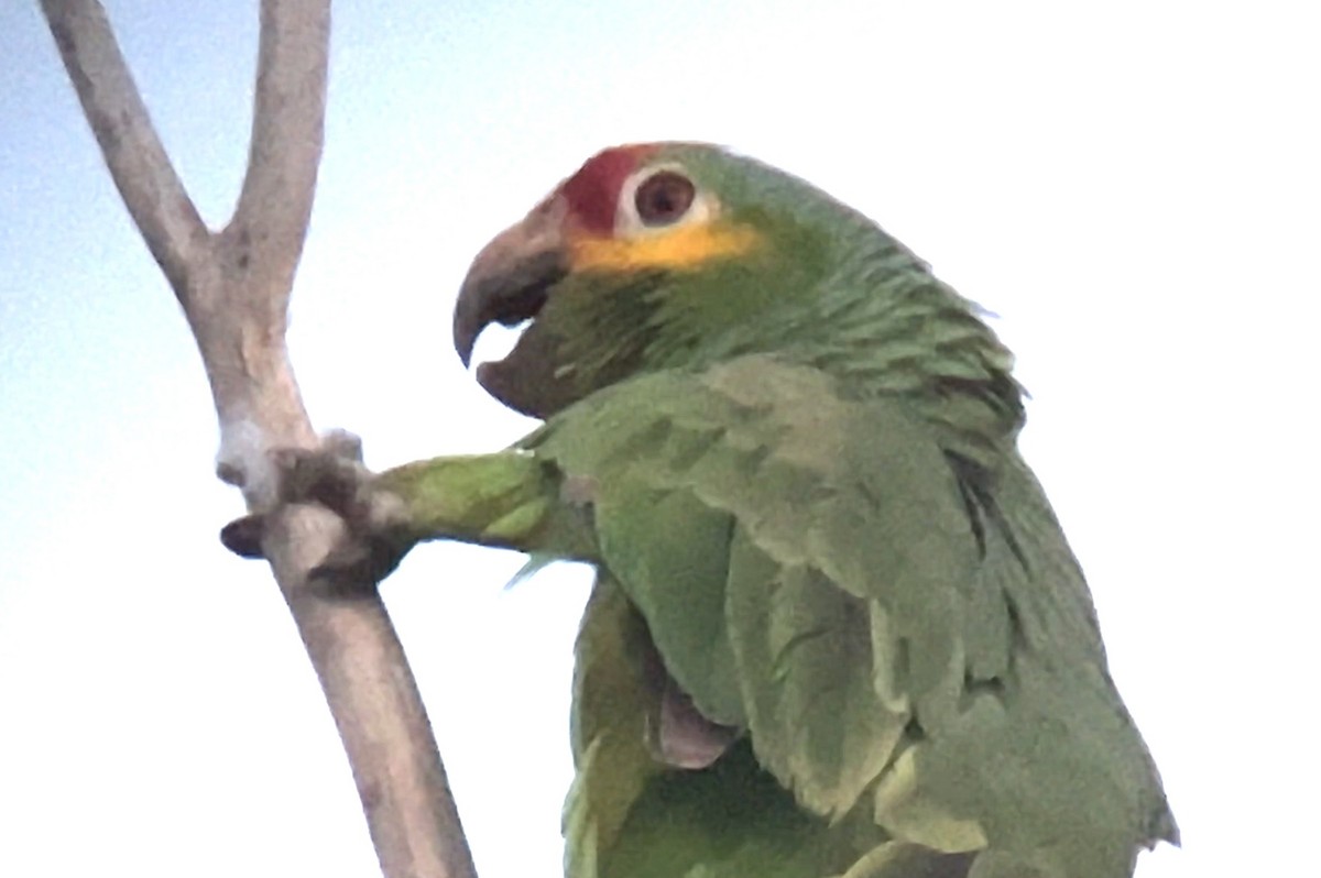 Red-lored Parrot - ML617780839