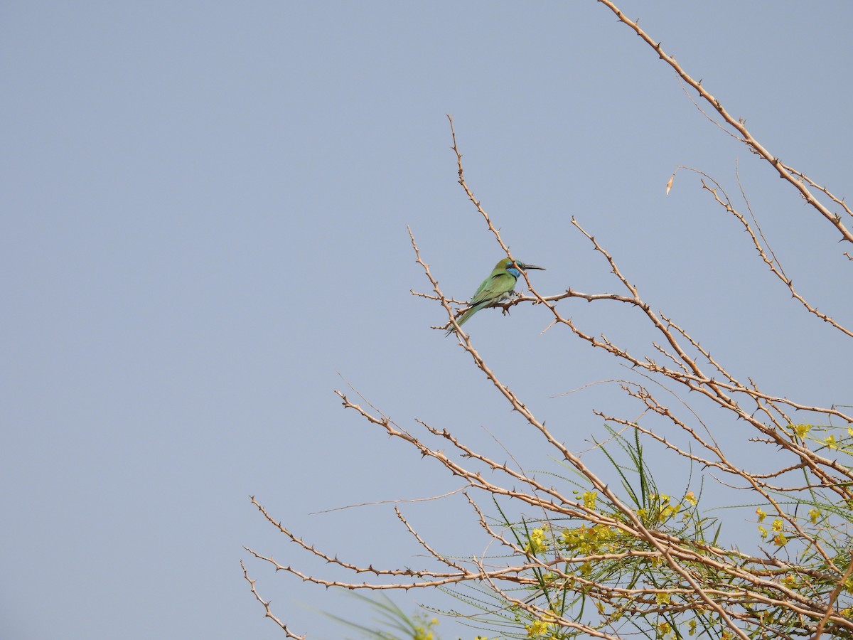 Arabian Green Bee-eater - ML617780845