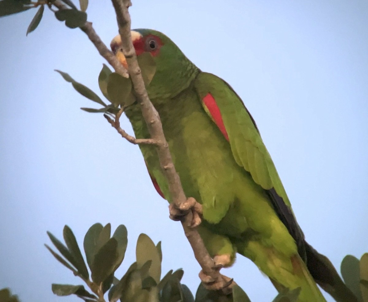 White-fronted Parrot - ML617780854
