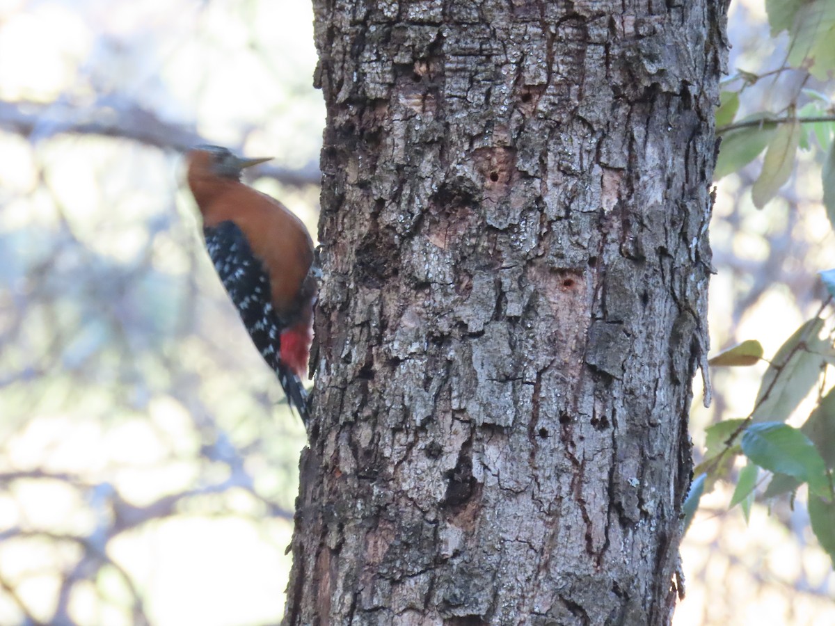 Rufous-bellied Woodpecker - ML617780857