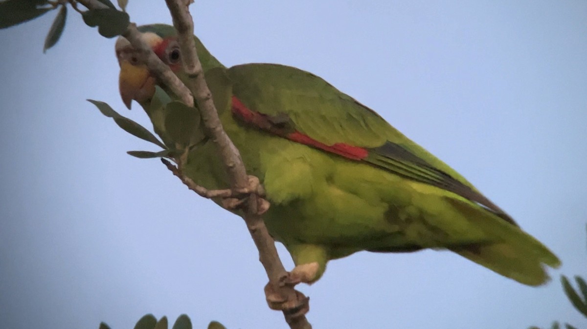 White-fronted Parrot - ML617780860