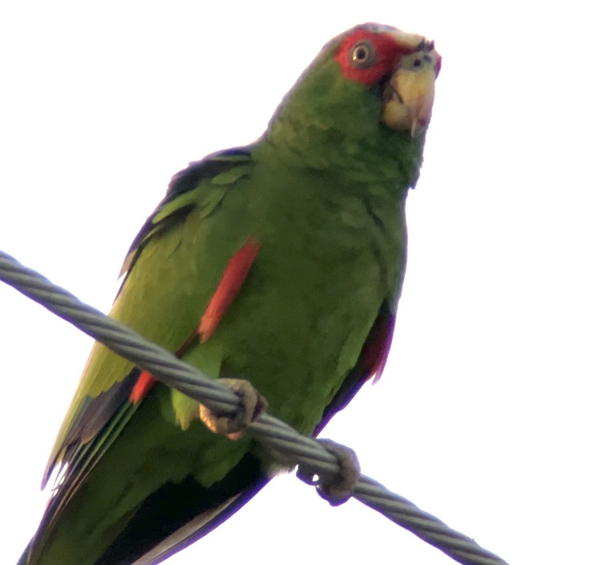 White-fronted Parrot - ML617780862