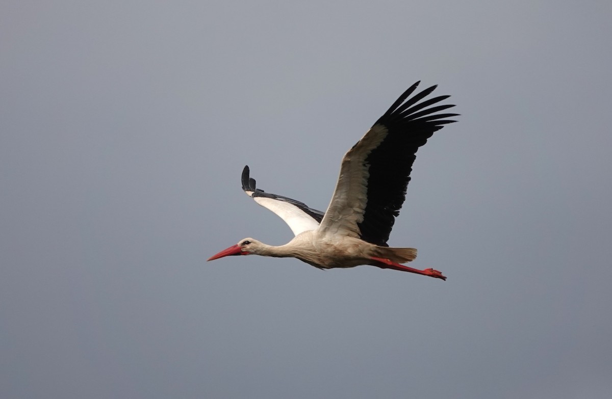White Stork - François Duchenne