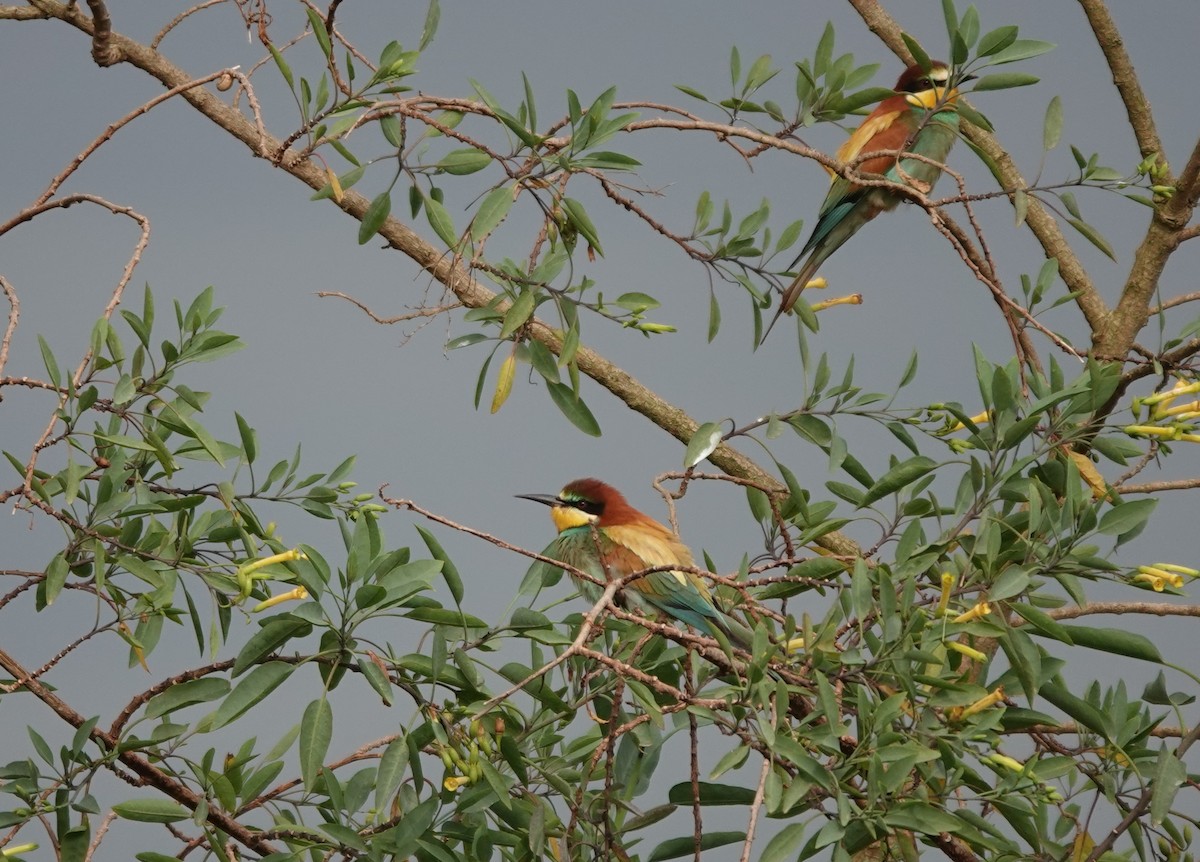 European Bee-eater - ML617780893