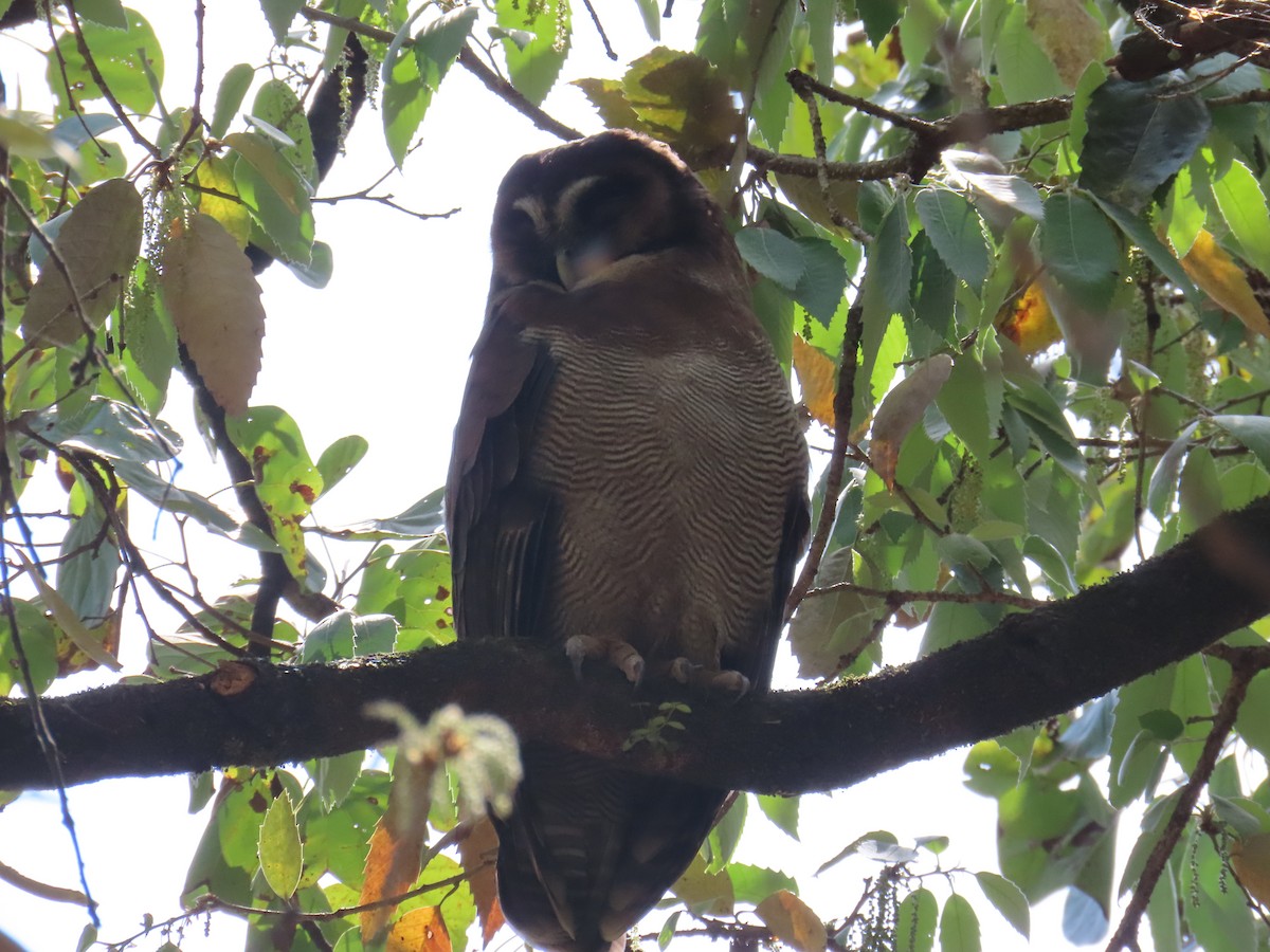Brown Wood-Owl - Sonal Teotia