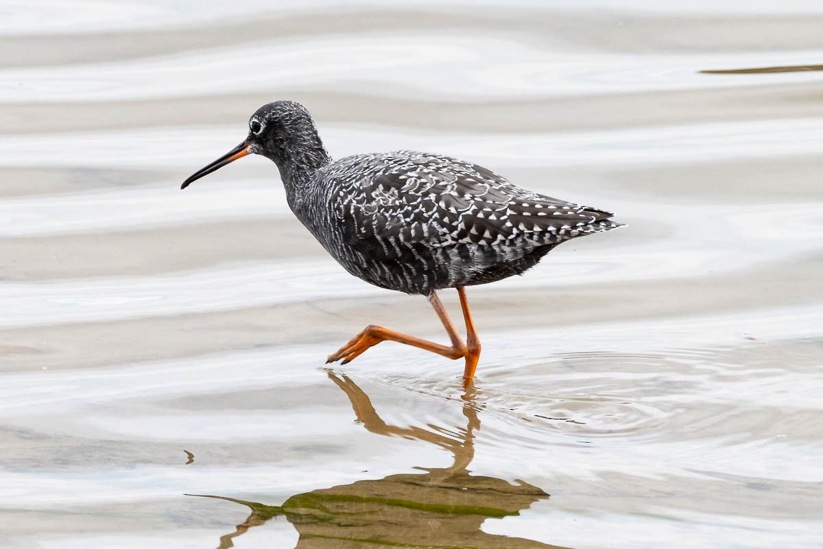 Spotted Redshank - ML617781047