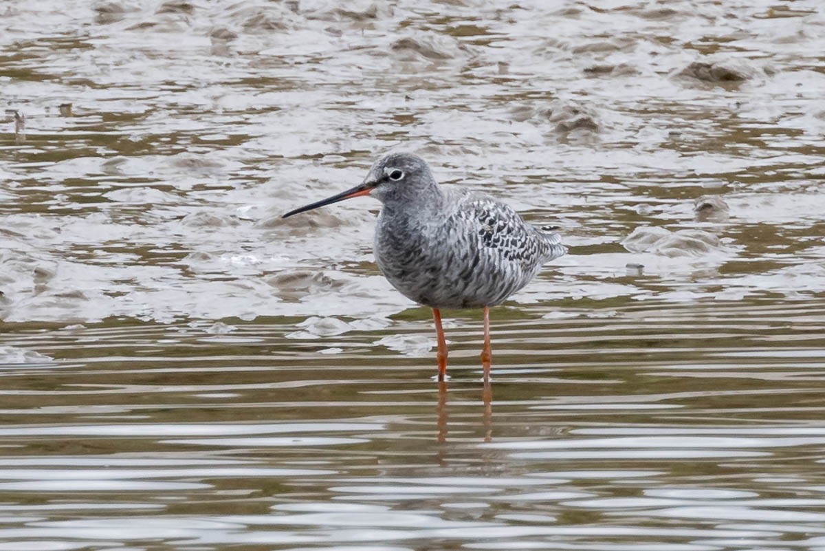 Spotted Redshank - ML617781048
