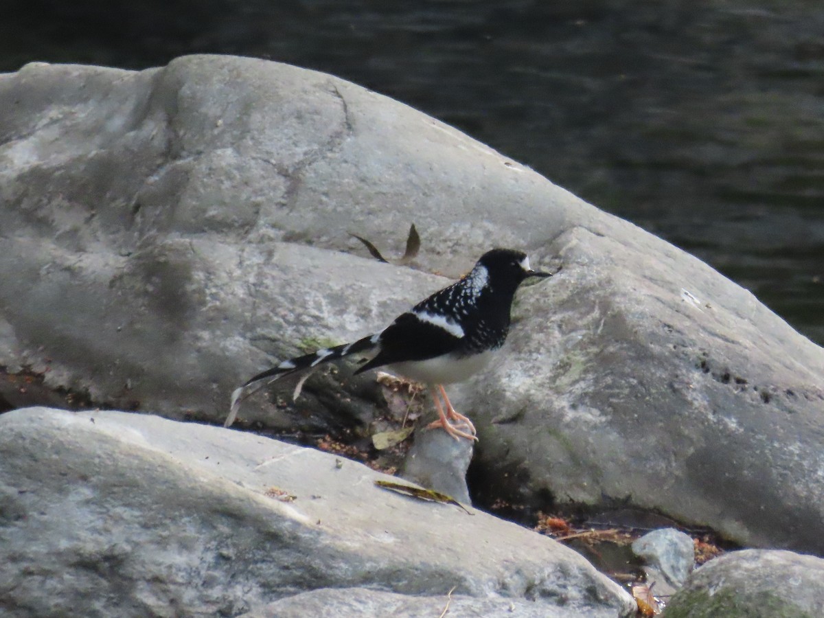 Spotted Forktail - ML617781090