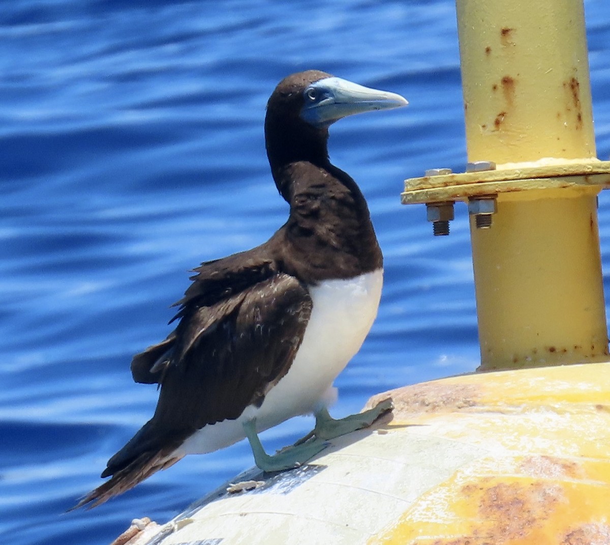 Brown Booby - ML617781149