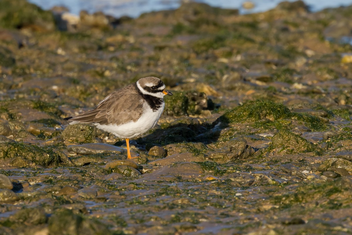 Common Ringed Plover - ML617781180