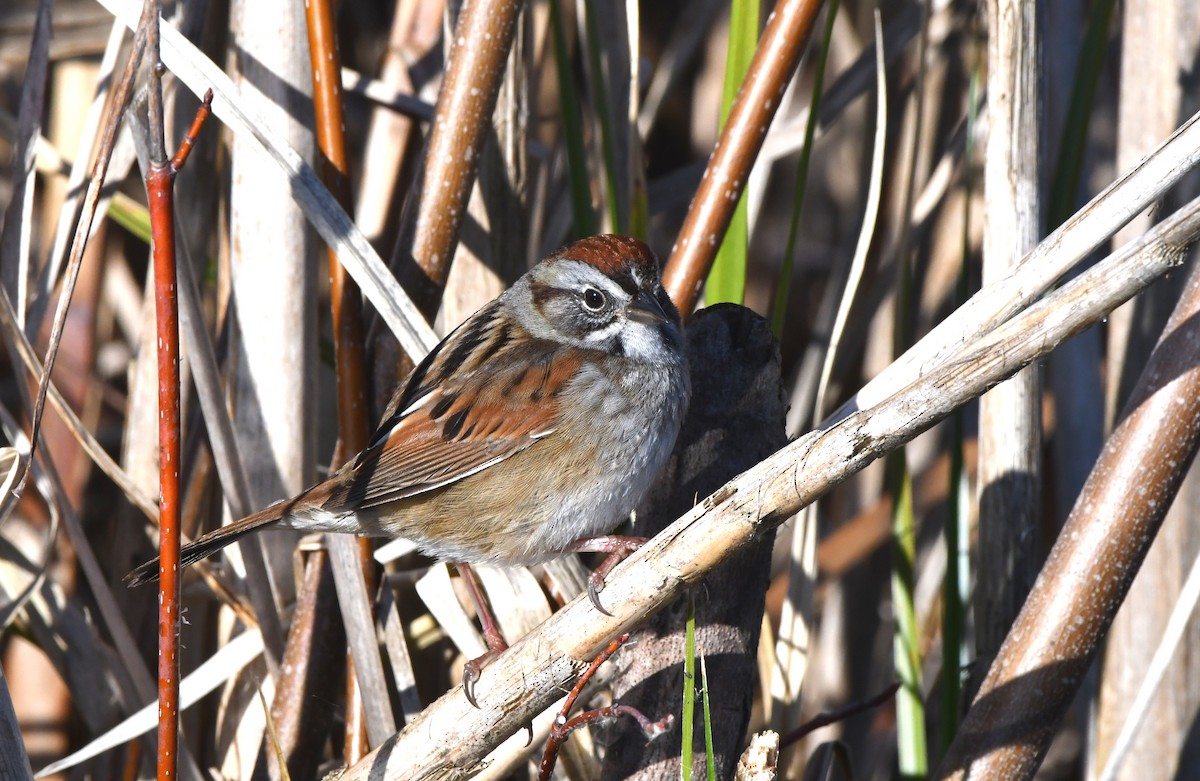 Swamp Sparrow - ML617781199
