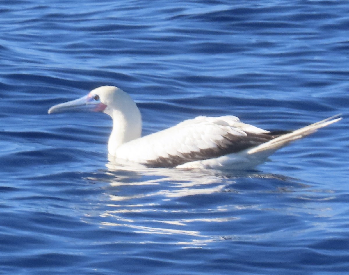 Red-footed Booby - ML617781219