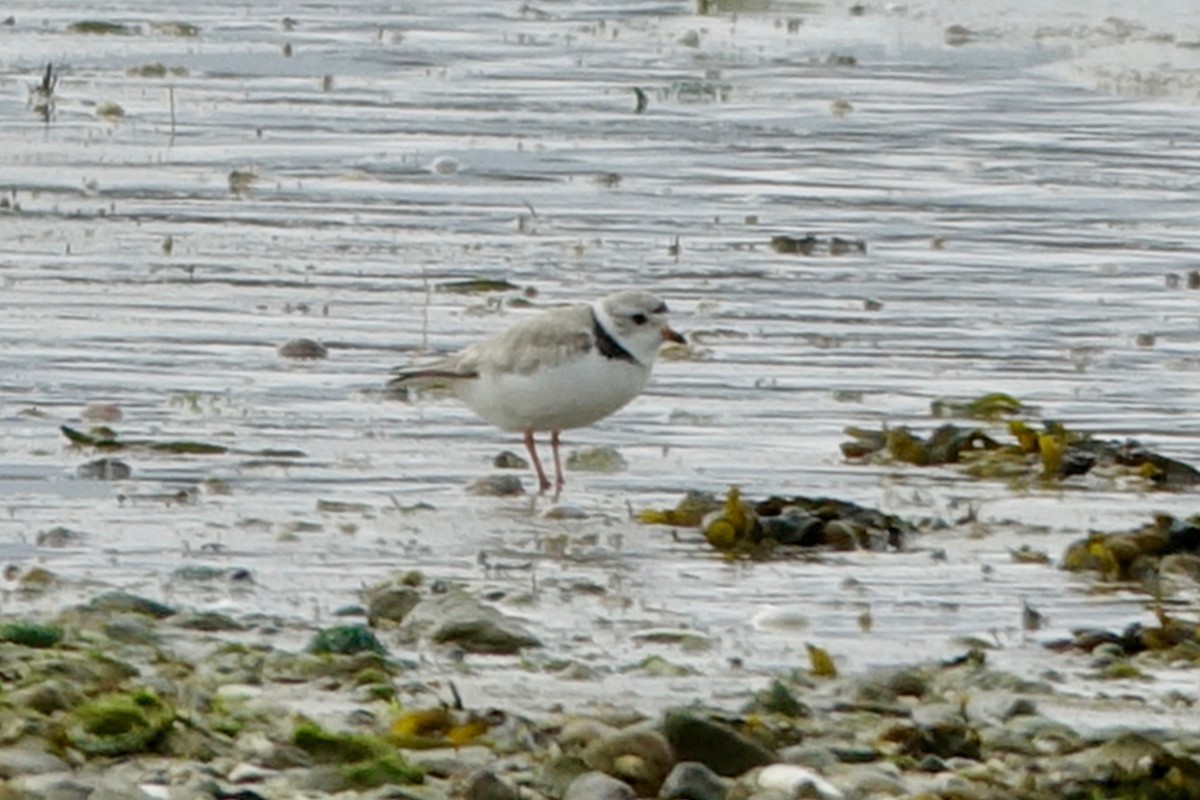 Piping Plover - ML617781335