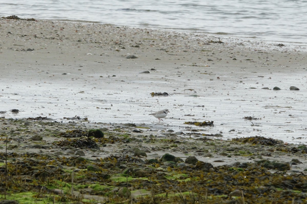 Piping Plover - ML617781339