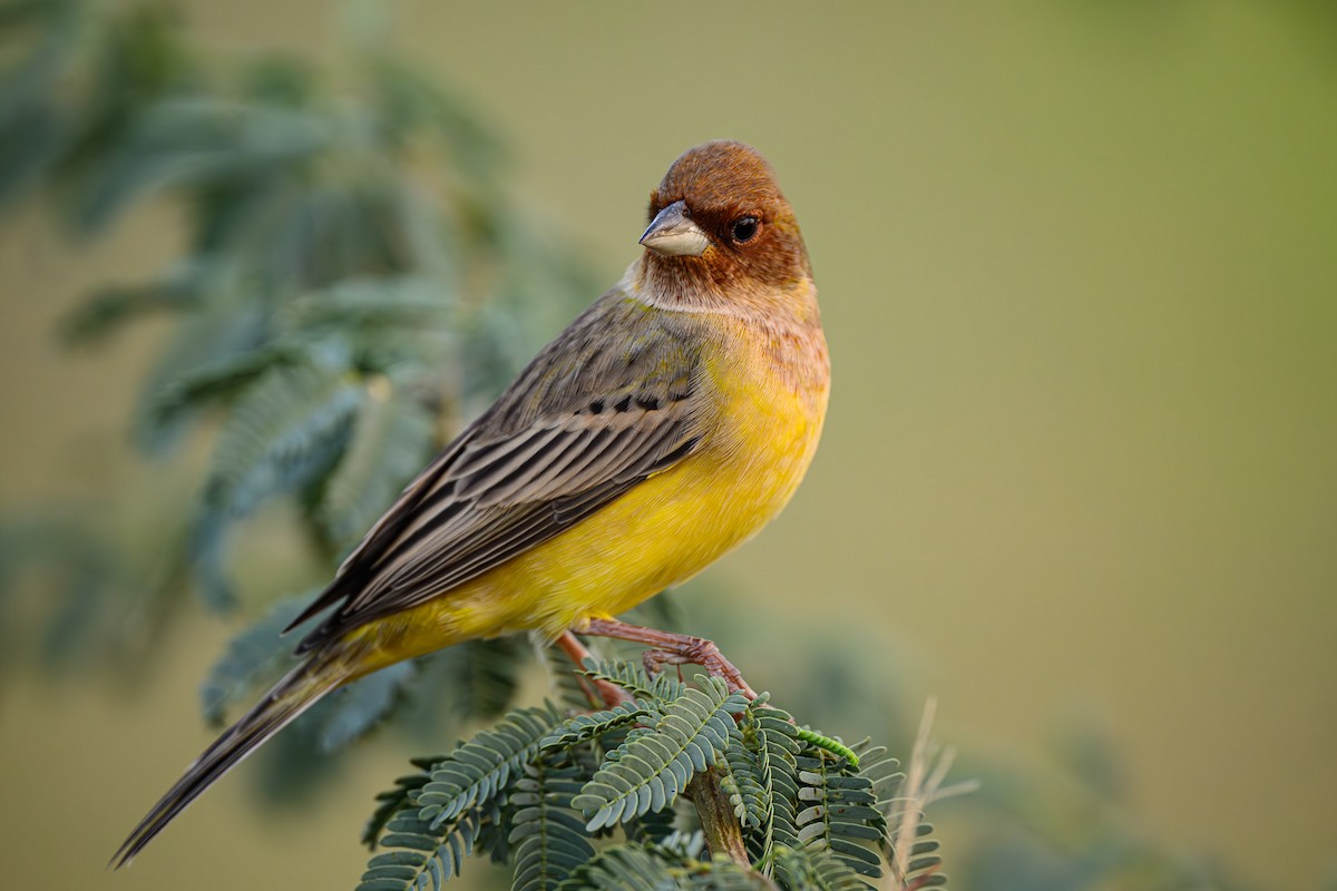 Red-headed Bunting - ML617781394