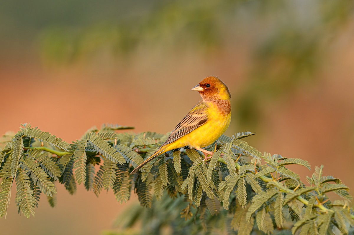 Red-headed Bunting - ML617781396