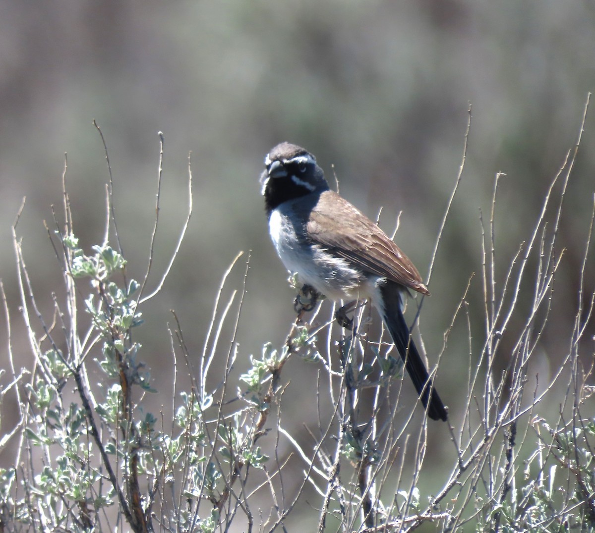 Black-throated Sparrow - ML617781398