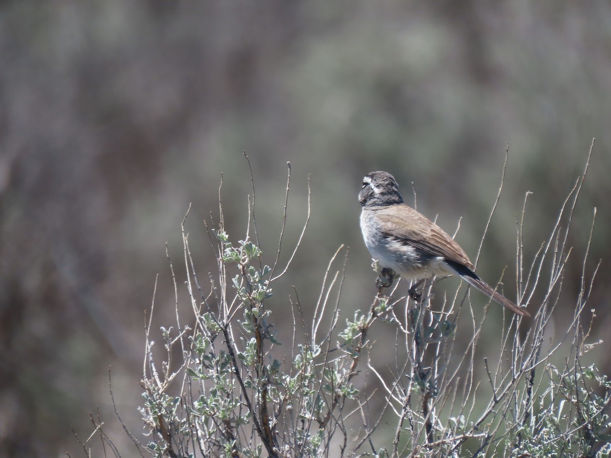 Black-throated Sparrow - ML617781399