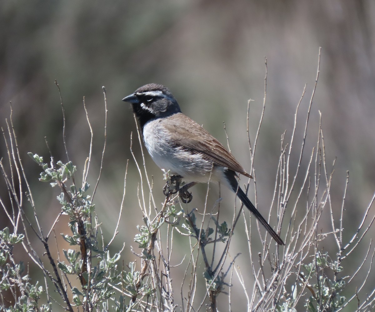 Black-throated Sparrow - ML617781401