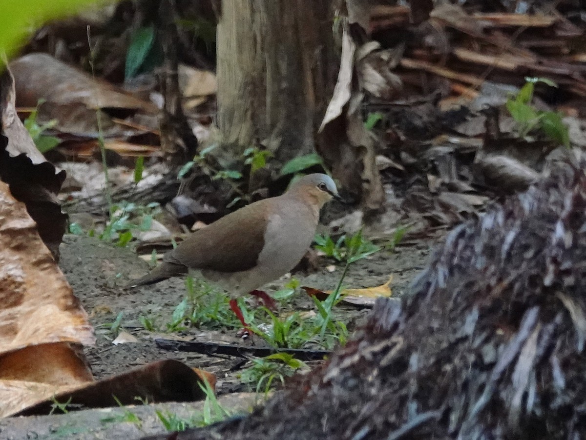 Gray-fronted Dove - ML617781417
