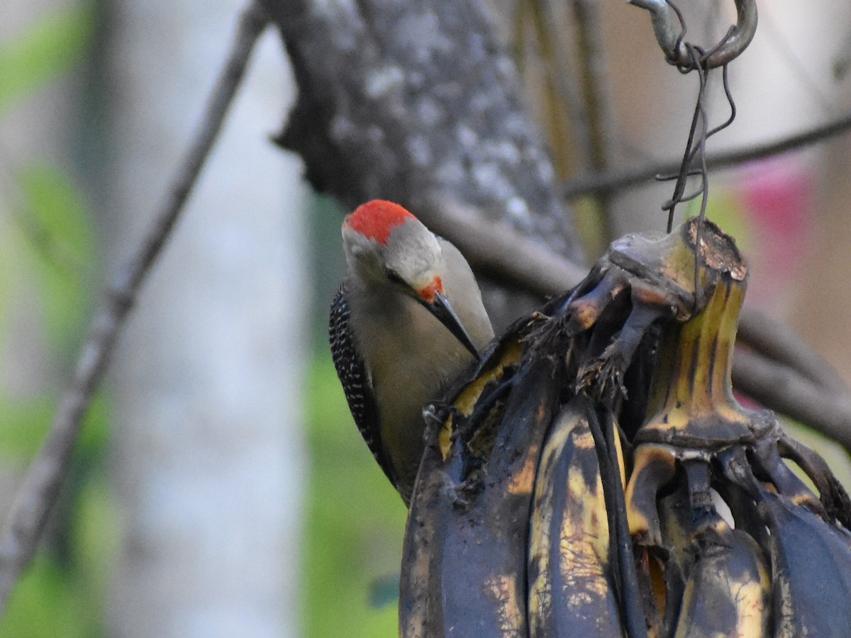 Golden-fronted Woodpecker - ML617781418