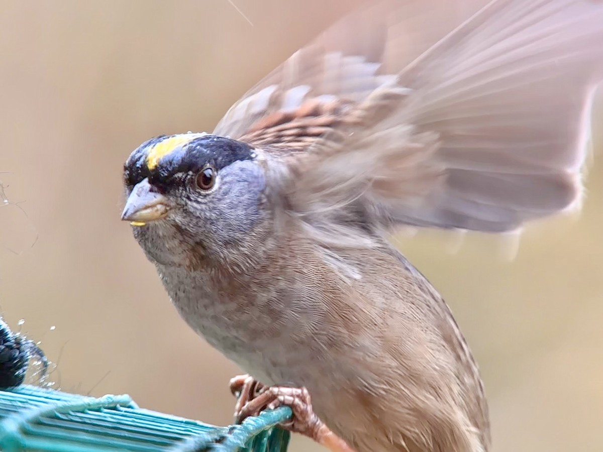 Golden-crowned Sparrow - ML617781465