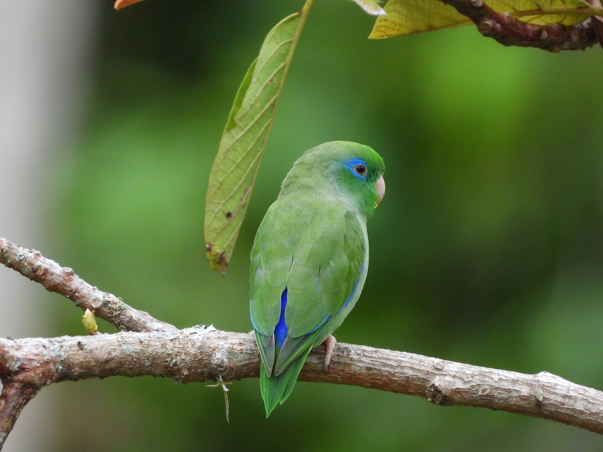 Spectacled Parrotlet - ML617781483