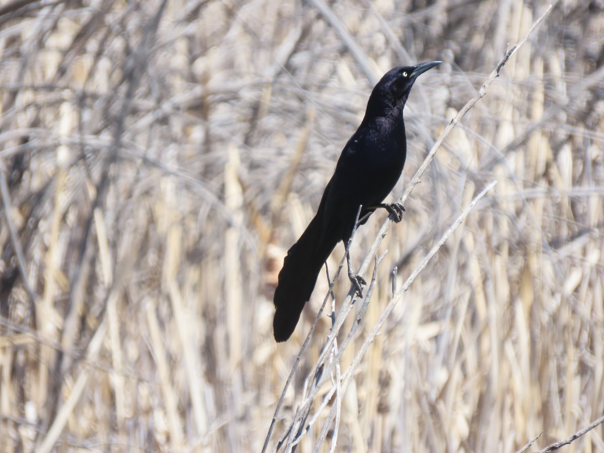 Great-tailed Grackle - ML617781517