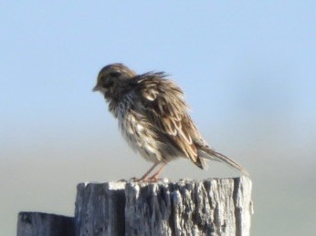 Savannah Sparrow - ML617781524