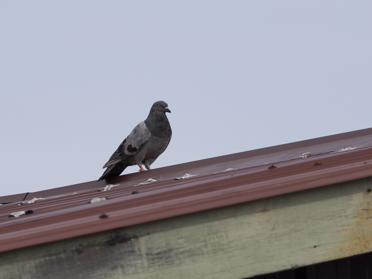 Rock Pigeon (Feral Pigeon) - ML617781573