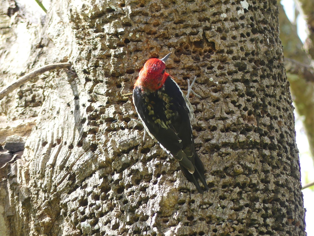 Red-breasted Sapsucker - ML617781575