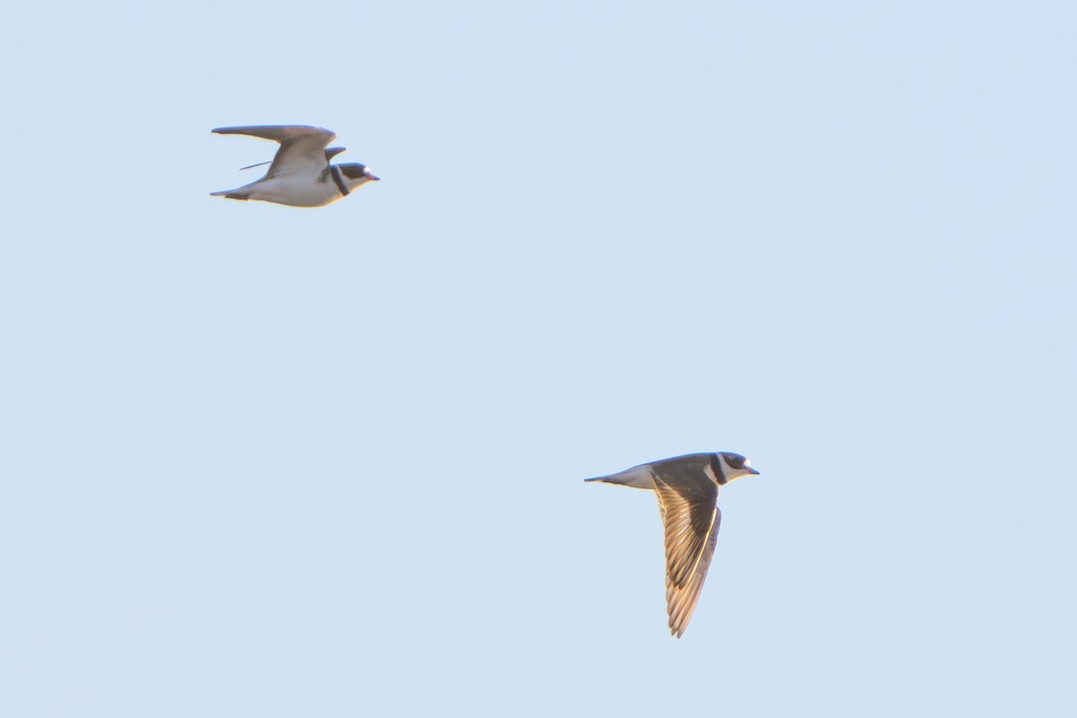 Semipalmated Plover - ML617781593