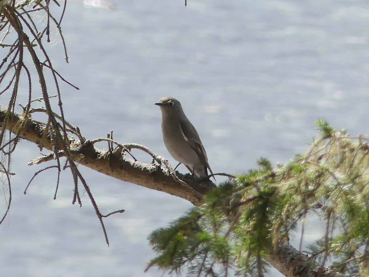 Townsend's Solitaire - ML617781596