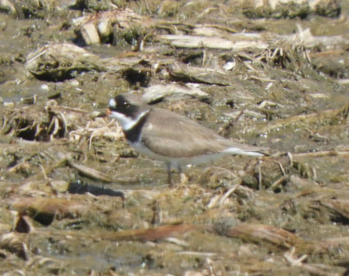 Semipalmated Plover - ML617781618