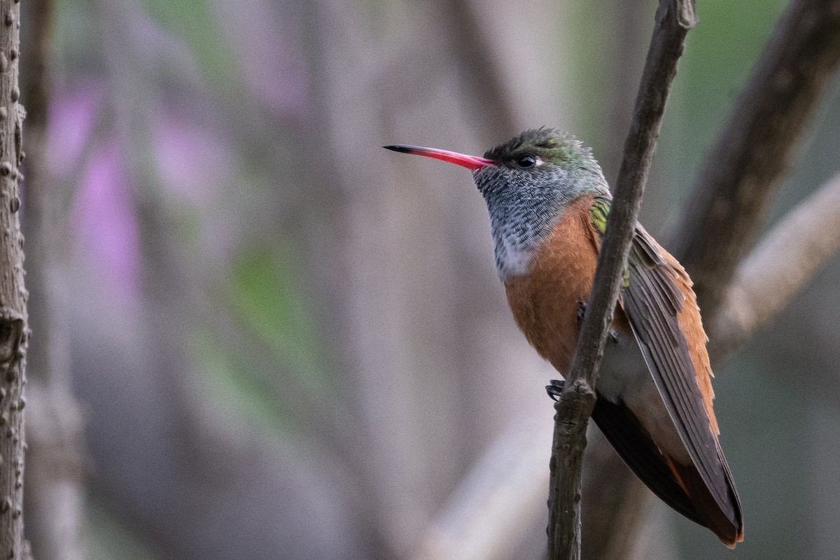 Amazilia Hummingbird - ML617781625