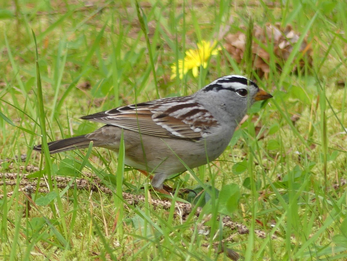 White-crowned Sparrow - ML617781630