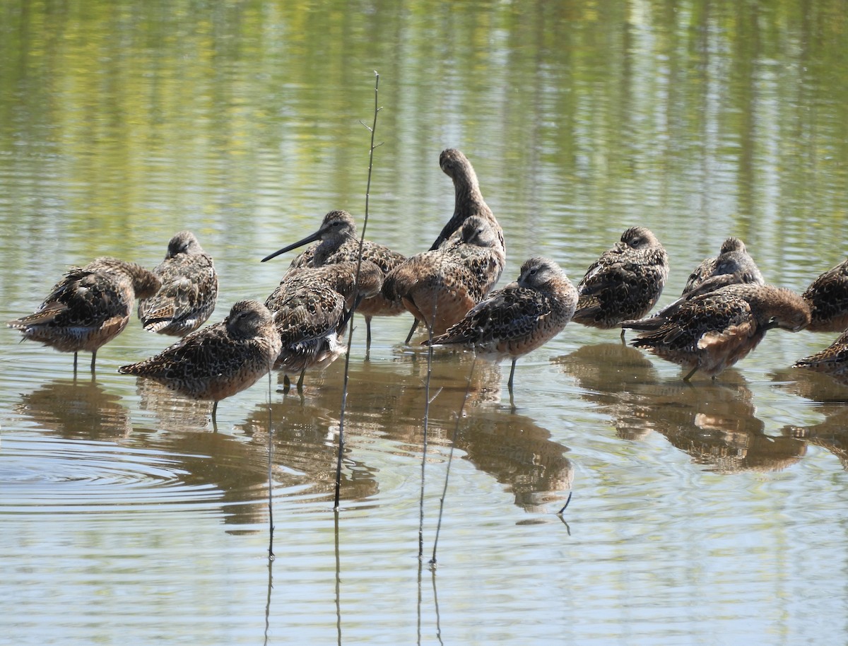 Long-billed Dowitcher - ML617781635