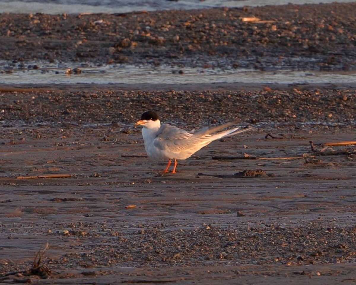 Forster's Tern - David Anderson