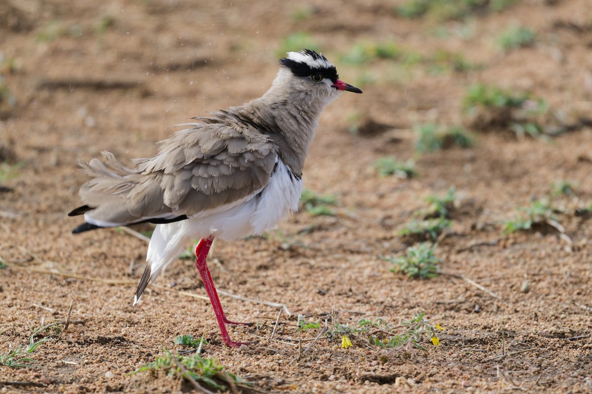 Crowned Lapwing - ML617781683