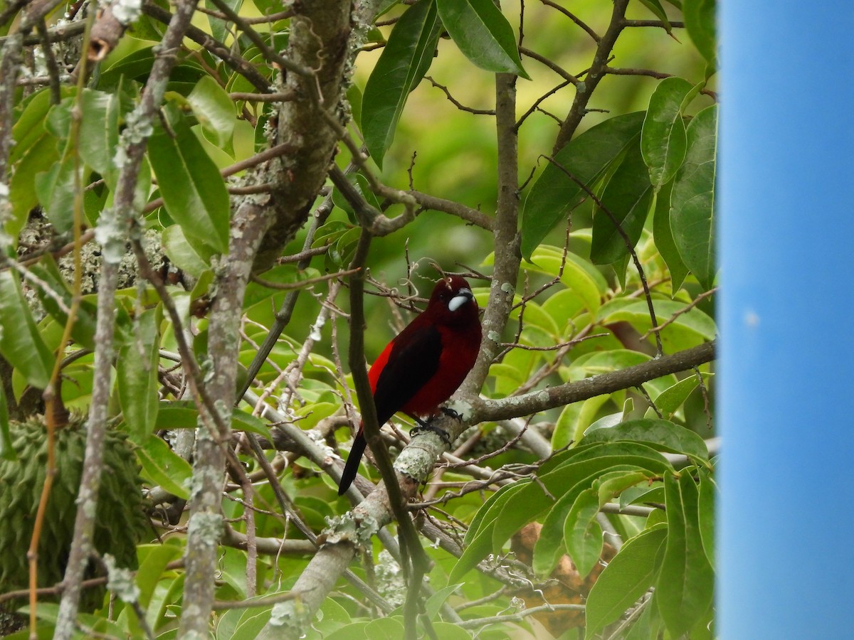 Crimson-backed Tanager - Andrés Olmos Sánchez