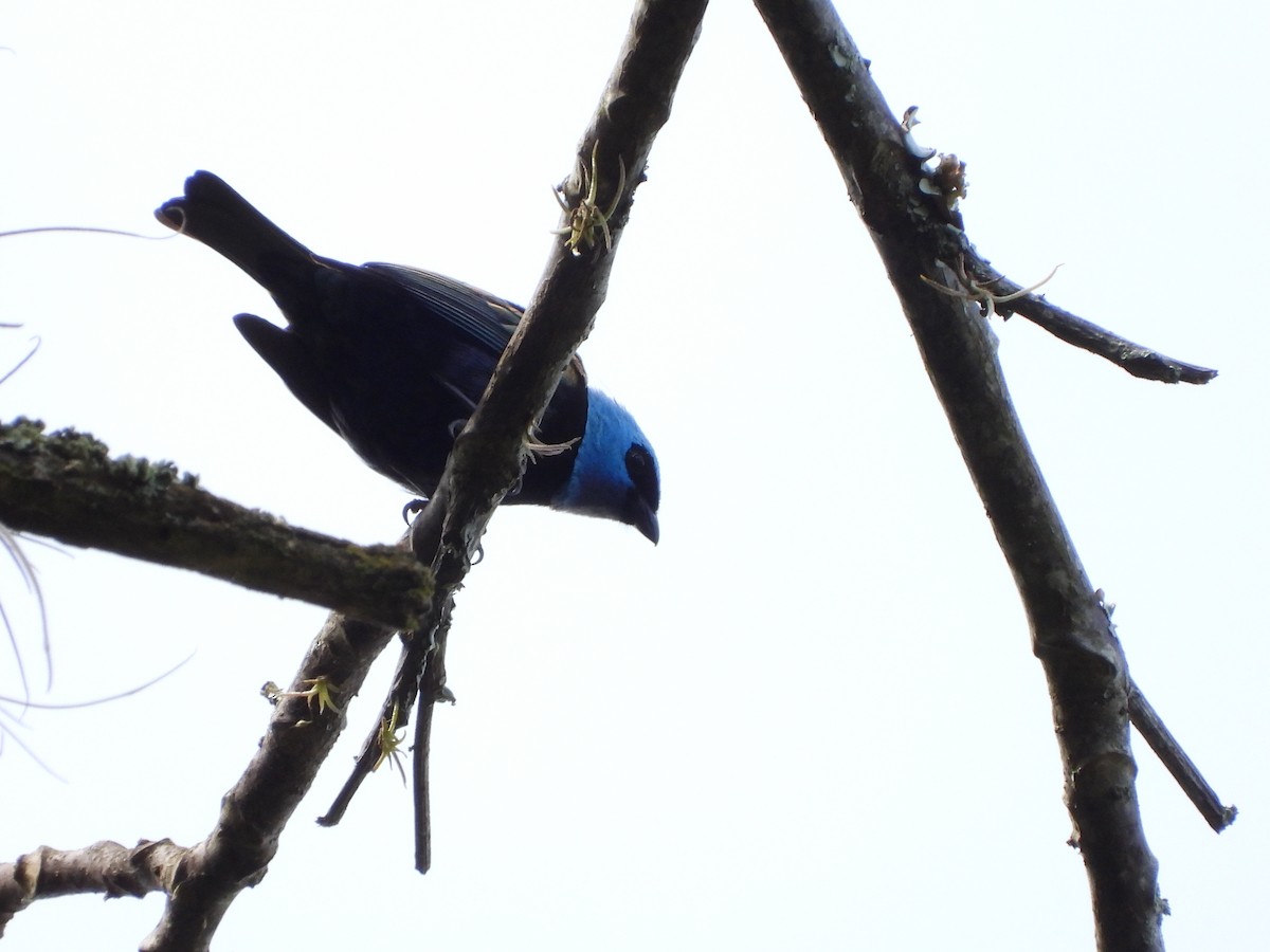 Blue-necked Tanager - ML617781741