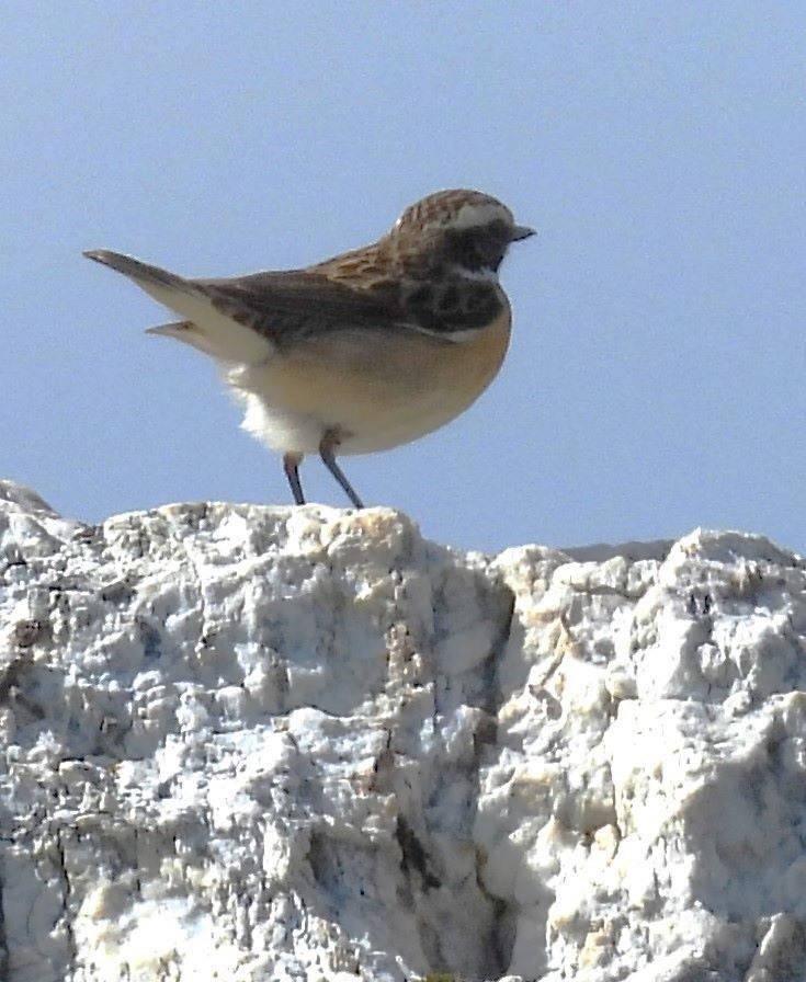 Whinchat - ML617781743
