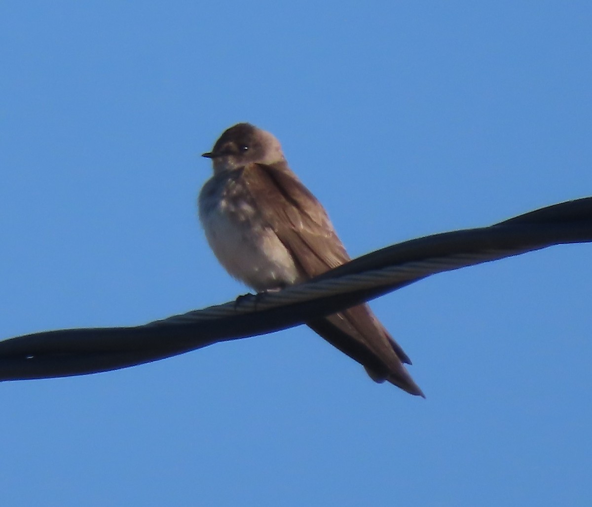 Northern Rough-winged Swallow - ML617781818