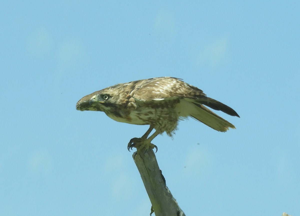 Red-tailed Hawk (calurus/alascensis) - ML617781830