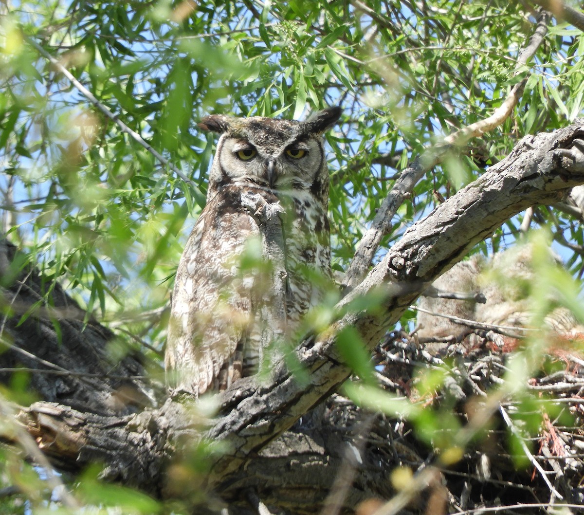 Great Horned Owl - ML617781847