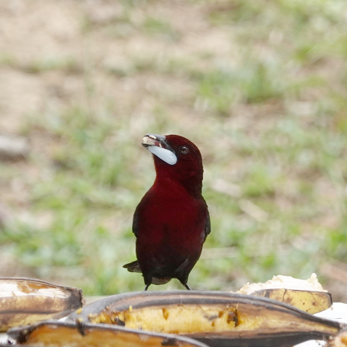 Silver-beaked Tanager - ML617781886
